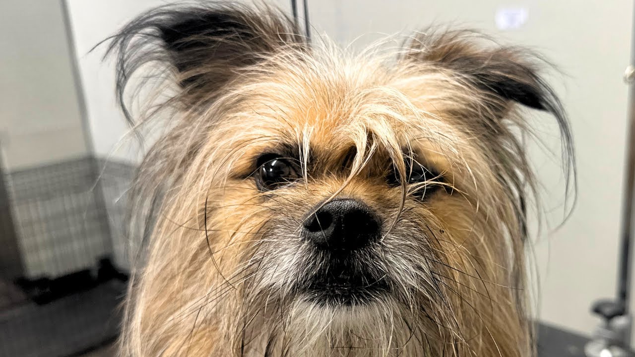 See What Happens After This Grooming Session!