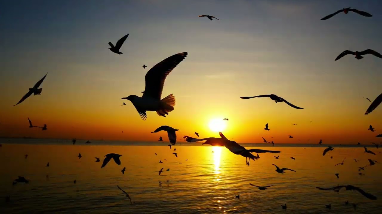 Vogelflug