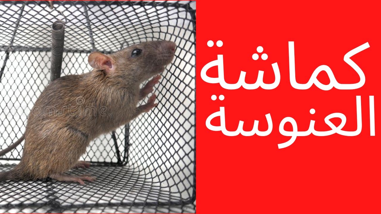 كيف تعنس المرأةـ أسباب العنوسة (الأخ نجيب)