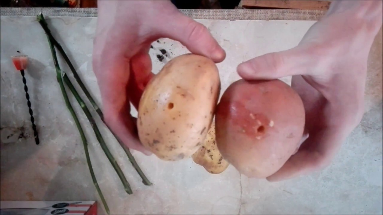 Jak rozmnożyć różę poprzez umieszczenie w bulwie ziemniaka / How To Grow Rose Cuttings In Potatoes