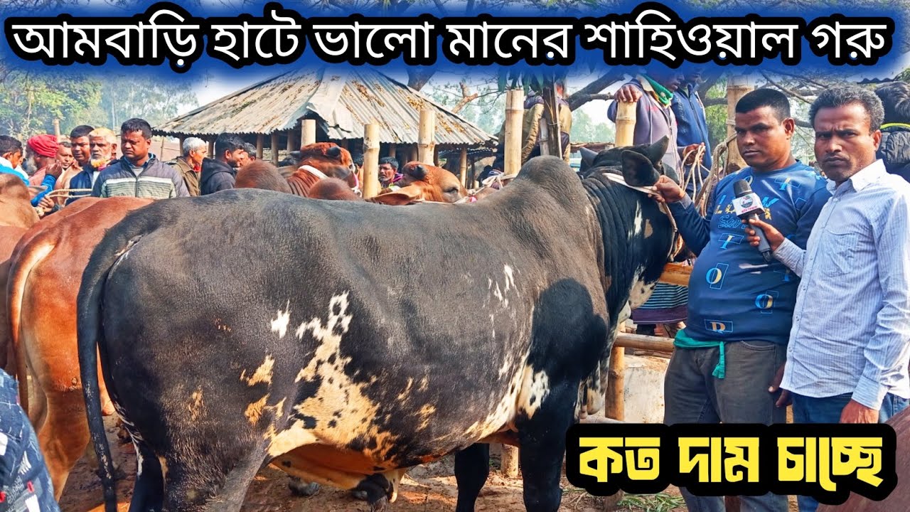 ১৬ জানুয়ারি ২০২৬| আজ আমবাড়ি হাটে| শাহিওয়াল জাতের খামার উপযোগী গরু| কেমন দামে বিক্রি হচ্ছে দেখুন!
