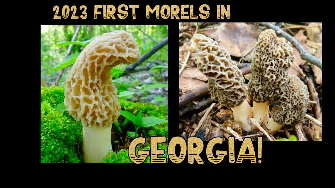 😱Morel Mushrooms Spotted in Georgia!😱Feb 2023 elm tree walk #morelmushroomhunting, #morelmushrooms
