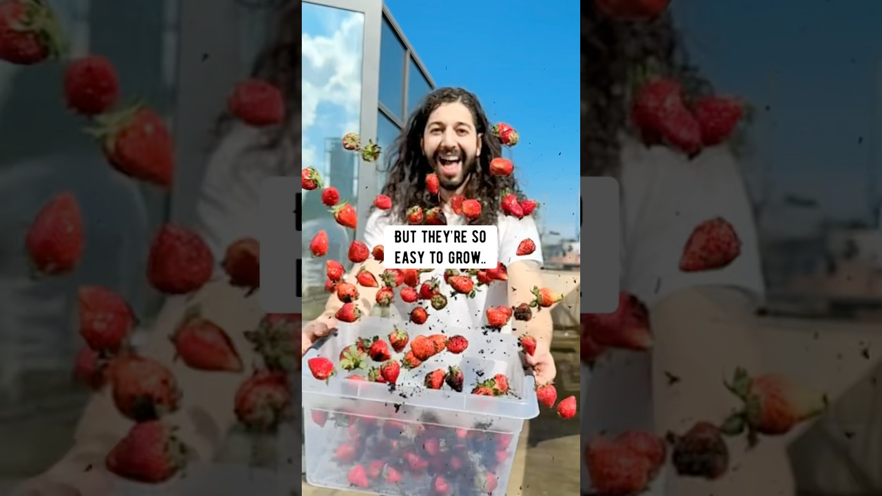 How to grow strawberries with a strawberry from the supermarket! creative explained