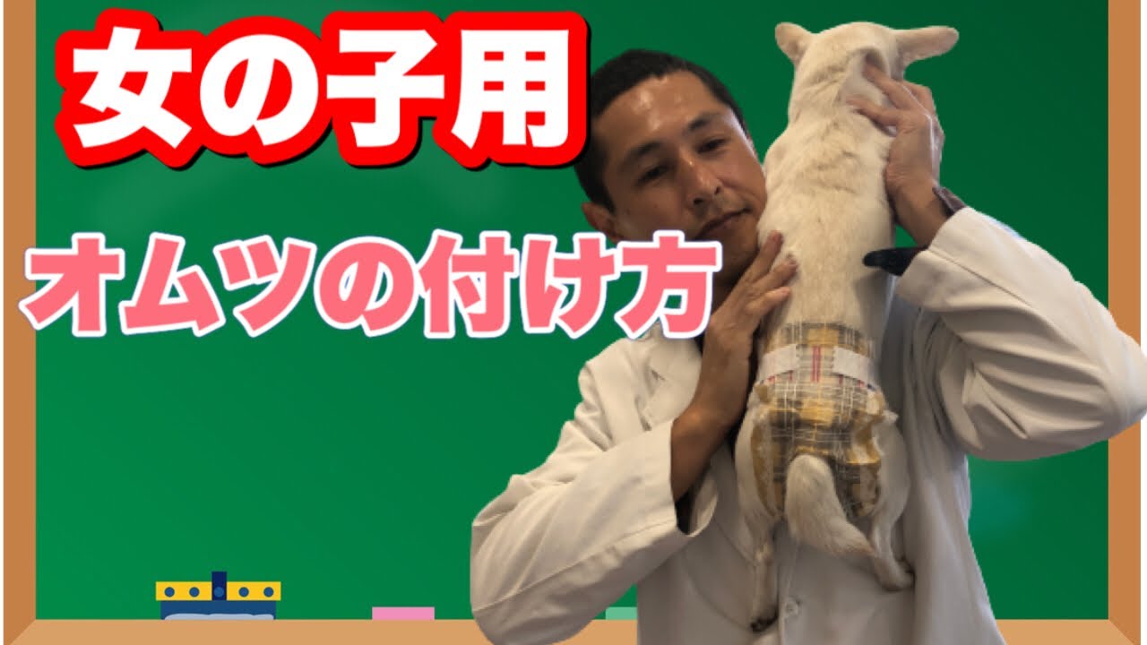 メス犬のオムツの付け方（生理時もOK