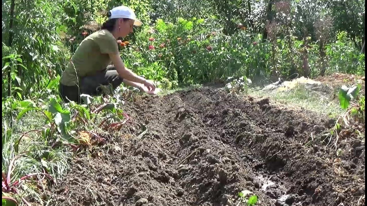 Ce semănăm după cultura de fasole