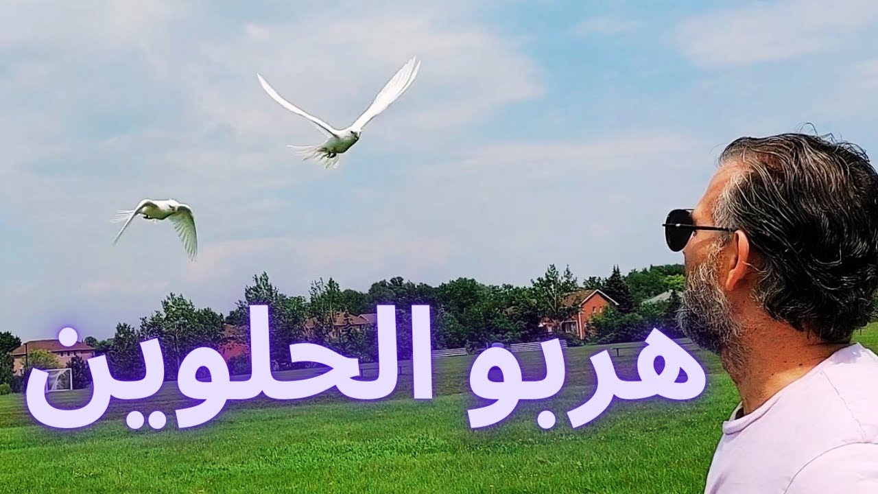 هربو 2 كوكاتيل  أثناء التدريب على الطيران الحر.....ولكن