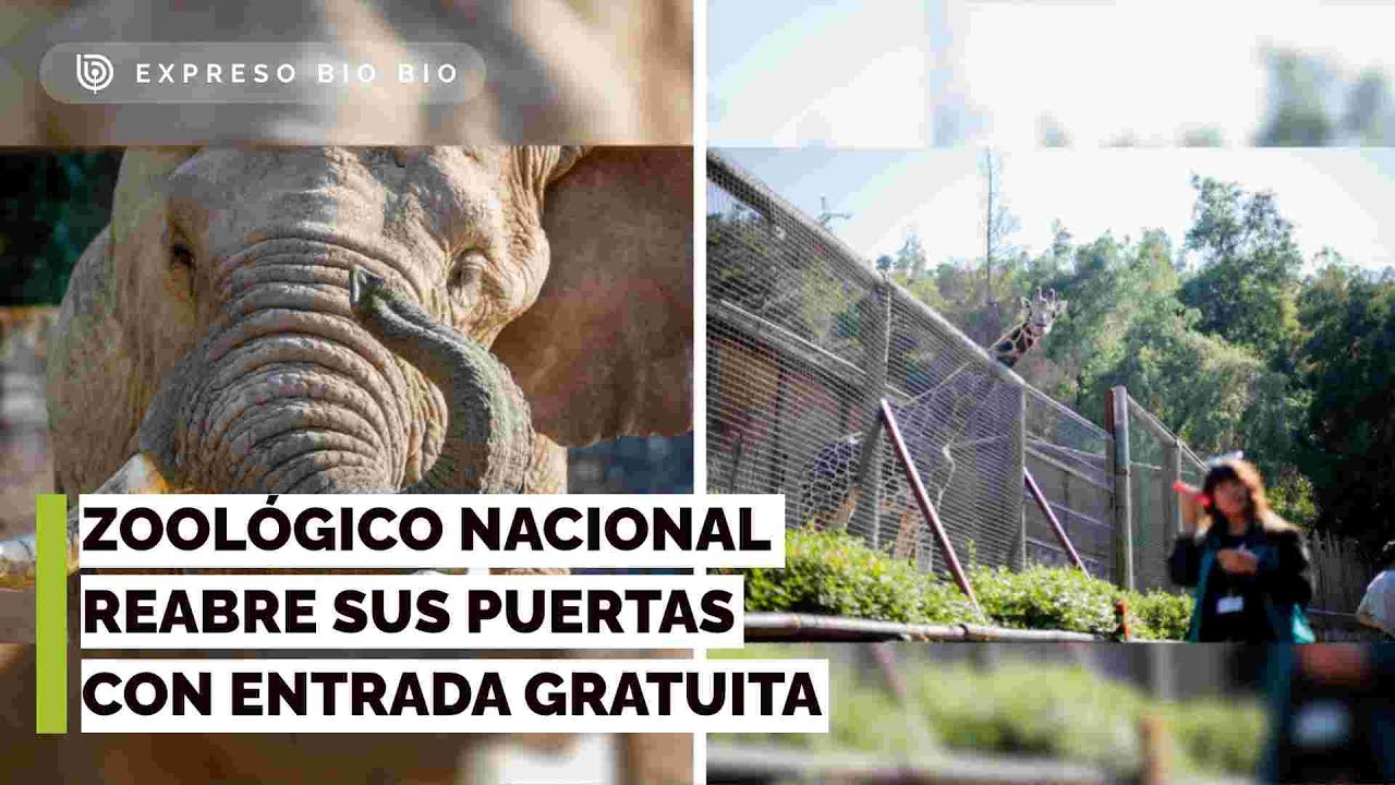 Los animales 