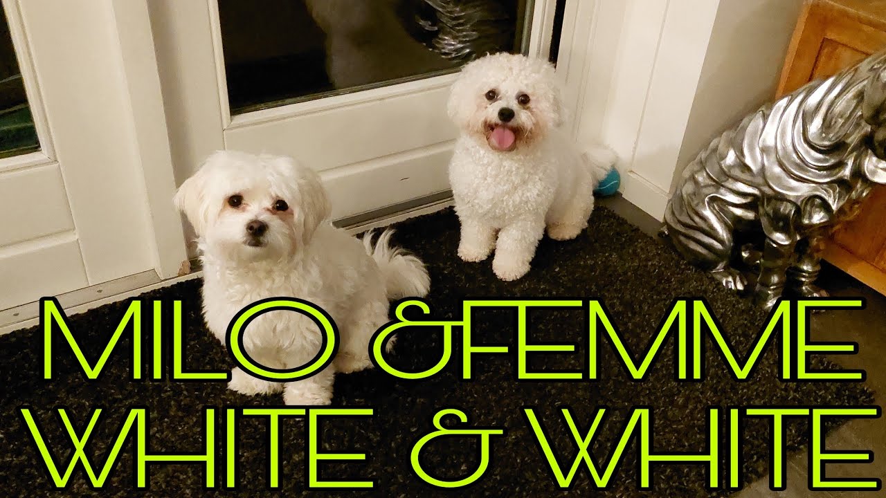 MILO MEET FEMME & HER FAMILY || MILO COOPER FAMILY TV