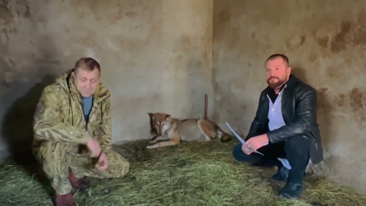 Херсонская волчица после ПОМОЩИ ЕЙ стала подпускать к себе людей! Животные ВСЕ ПОНИМАЮТ!