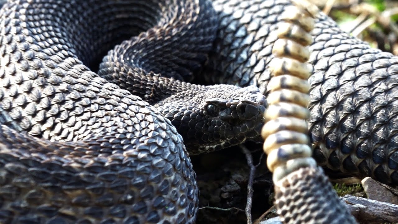 HUNTING VENOMOUS TIMBER RATTLESNAKES 2025 33 Rattlesnakes in 48 Hours Pennsylvania Wilds Snake Camp!
