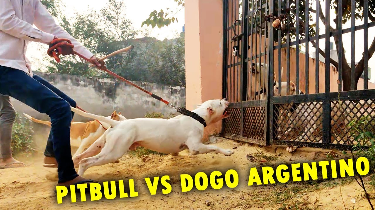 Dangerous Dog Breeds in The World Vlog 🔥