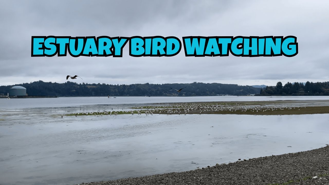 Quiet Day at the Estuary with the Birds