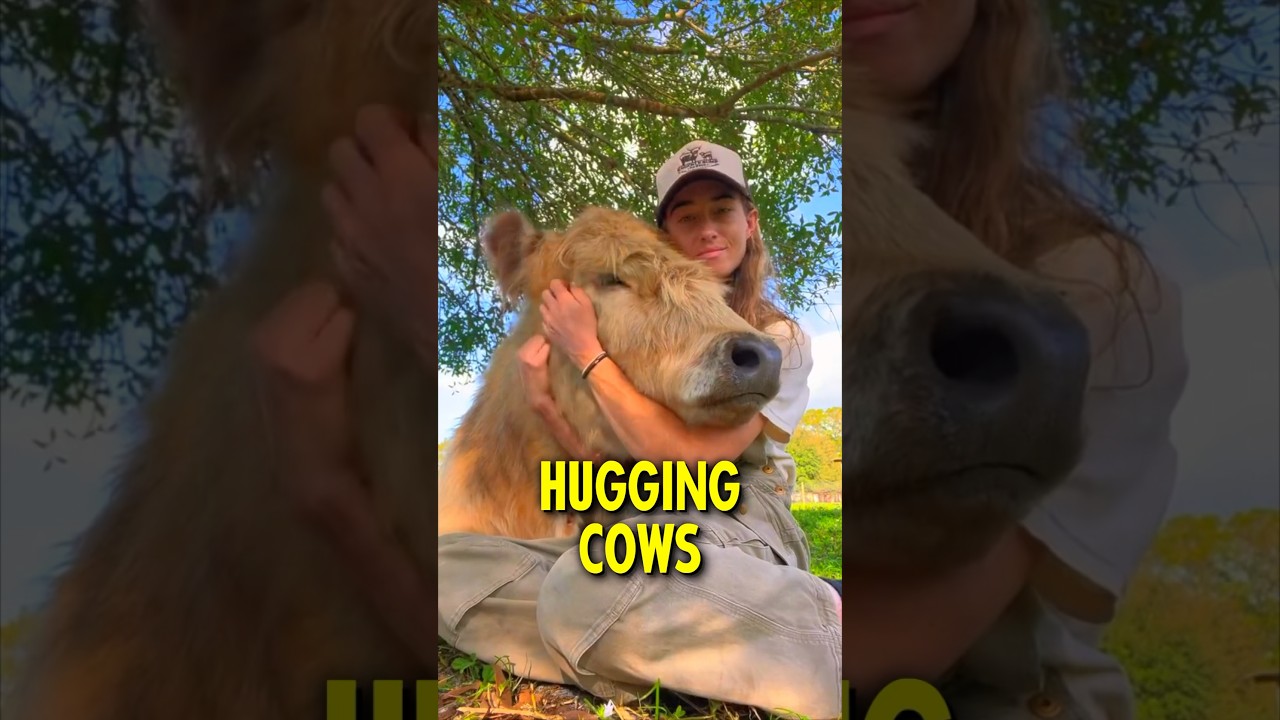 Why Everyone is Hugging Cows 🐮