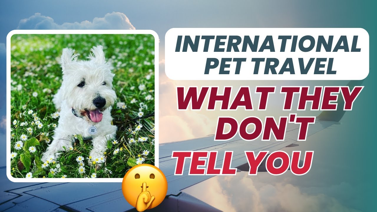 How To Travel With Your Pet Abroad 🐶YOU NEED TO KNOW THIS!