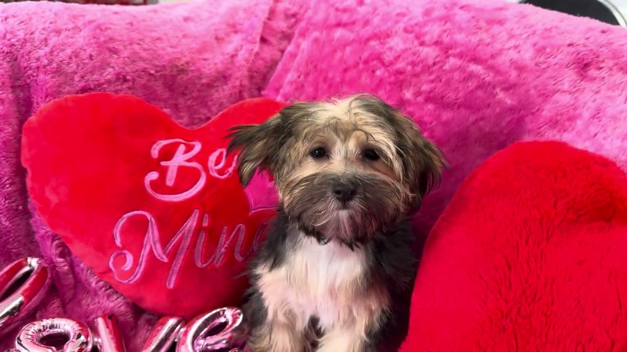 Louie M Morkie video 2-5-26