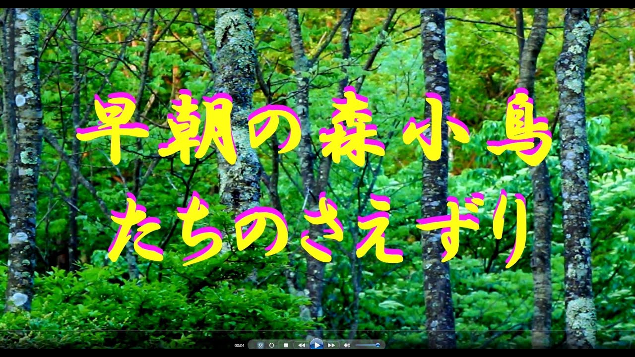 早朝の森野鳥のさえずり　【自然の音・BGM癒し】4K