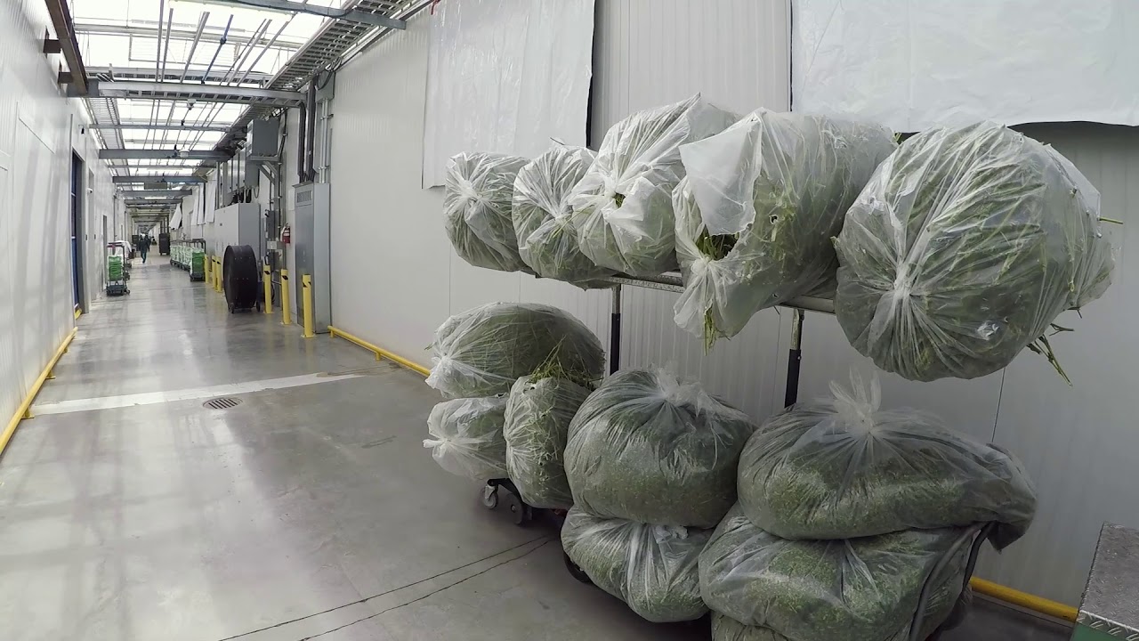 Bucking Cannabis and hemp - How to Deal with Haystacks - Mobius MBX Bucker
