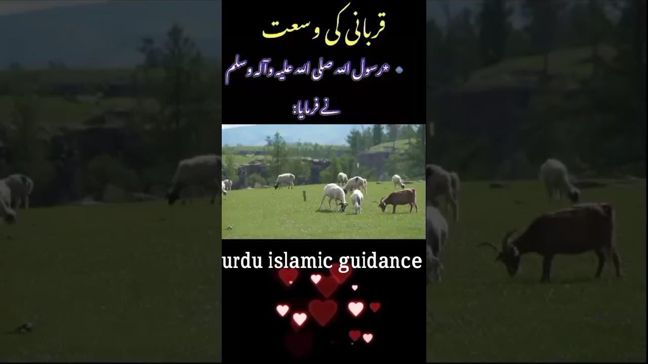 Eid ul adha aor qurbani? #eiduladha2023 #eidulazhaspecial  #urduislamicguidance #ytshort #qurbani