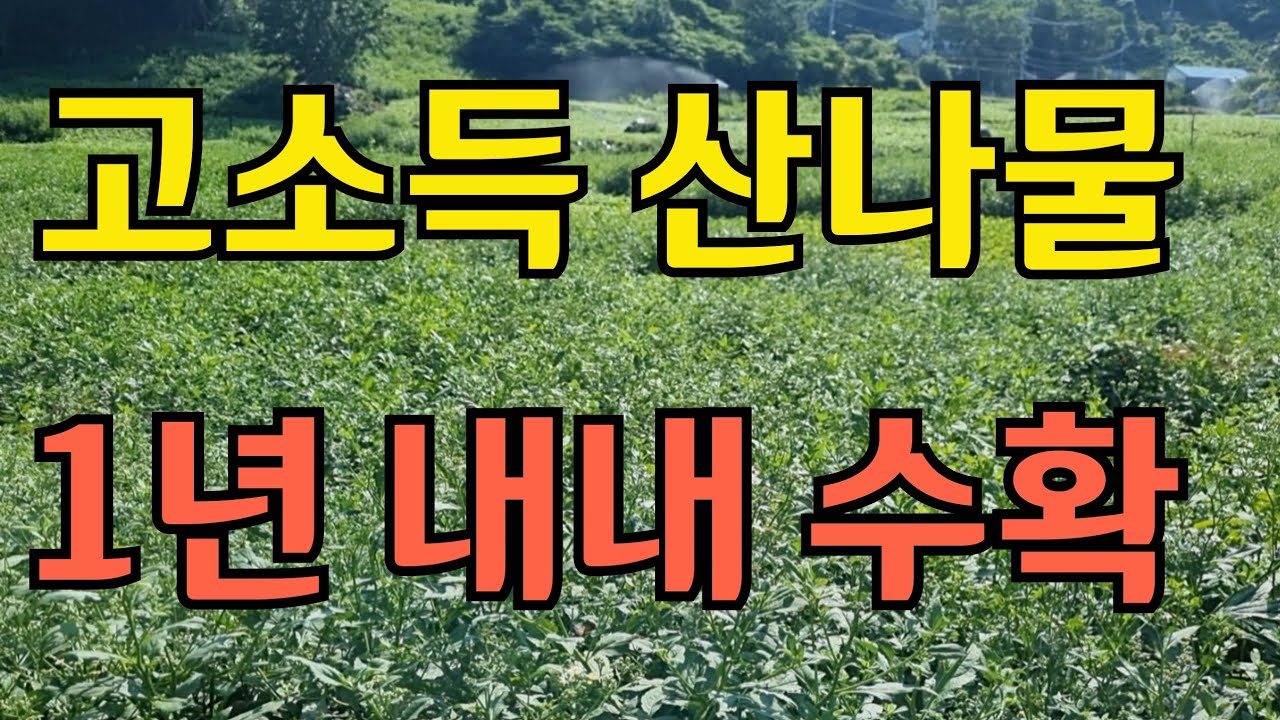 고소득 작물 한번심고 평생 수확만하는 고급 산나물 초보자도 키우기 쉬운 인기 작물