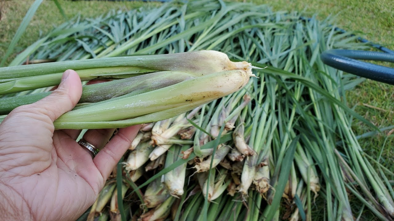 Lemongrass Harvest