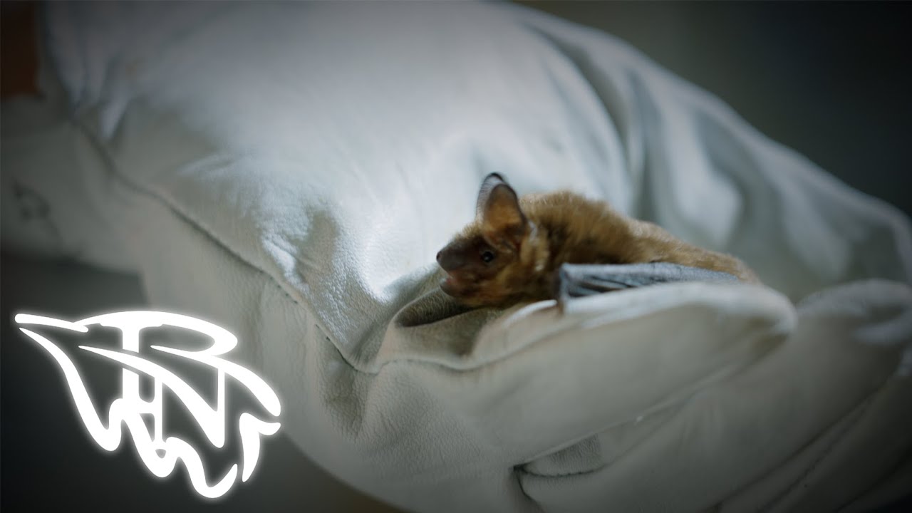 Pulling for Bats! | IO Visits Red-Tail Land Conservancy!