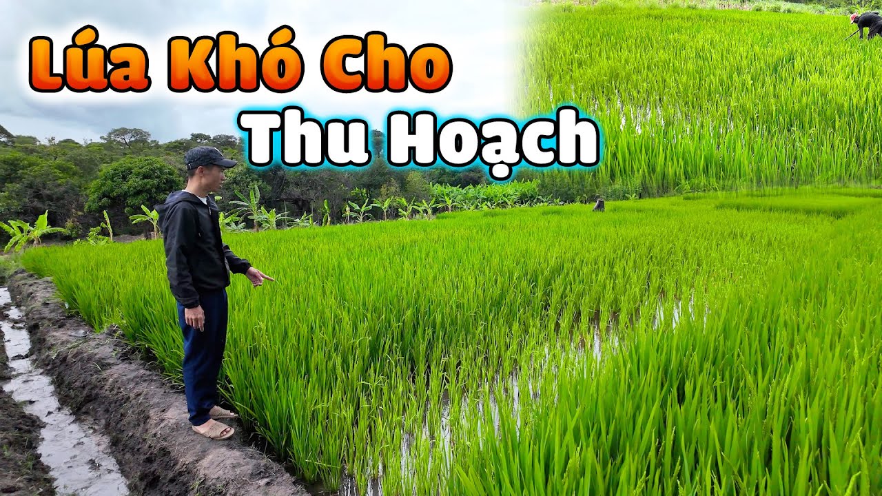 Phát Hiện Một Số Ruộng Lúa Khó Cho Thu Hoạch, Lý Do Là Gì, Có Nghiêm Trọng Không?
