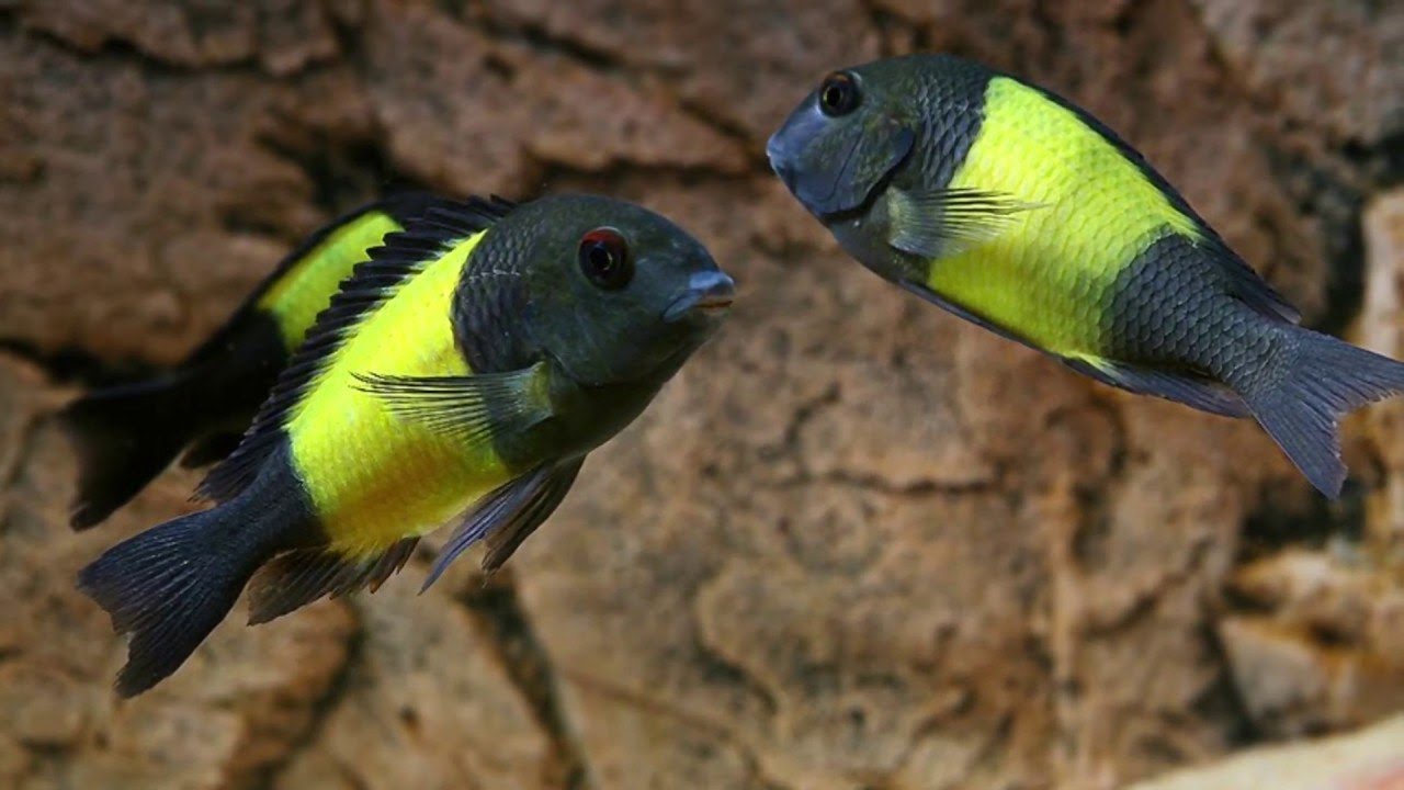 Tropheus ikola #tropheus #filialaquatics #laketanganyika