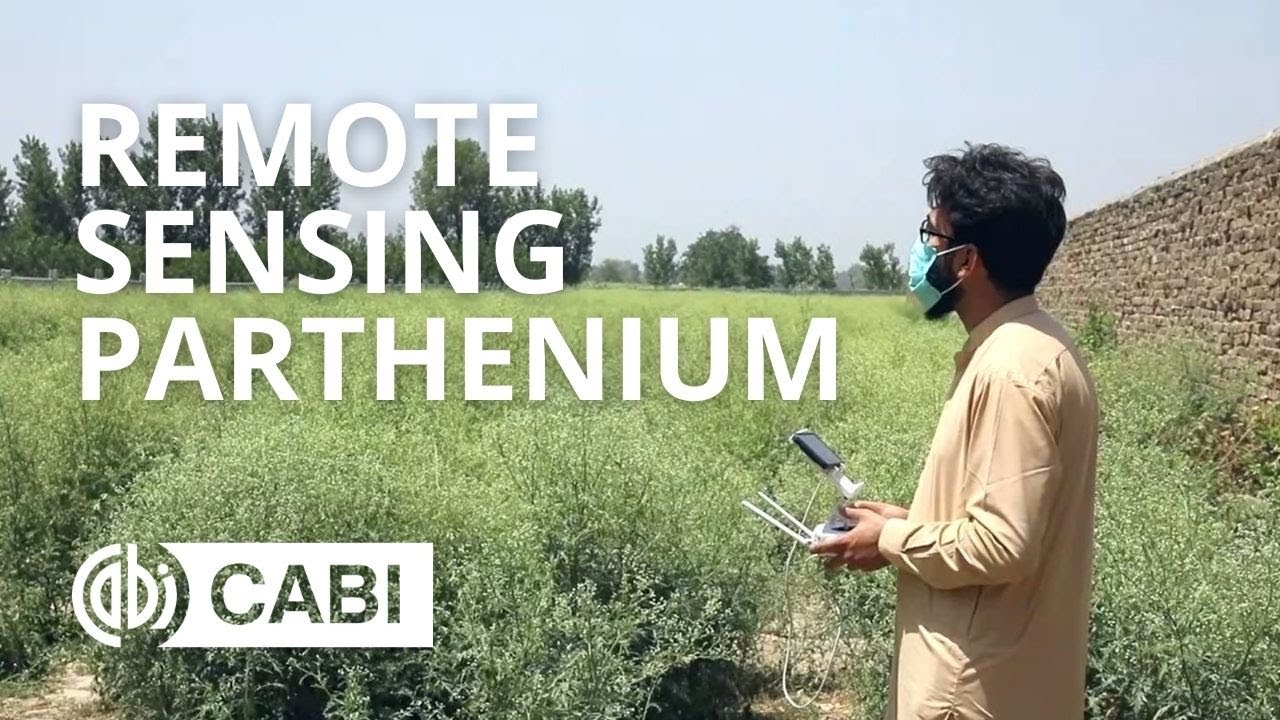 Remote Sensing Parthenium in Pakistan