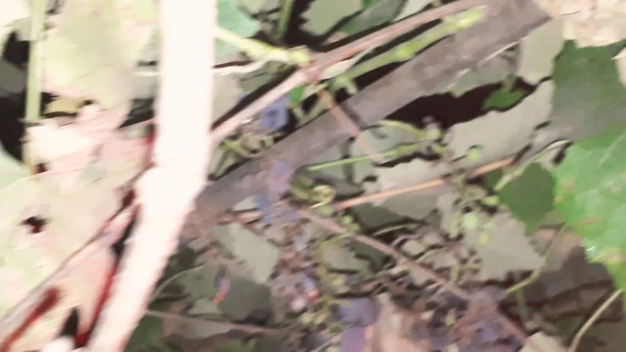 trauma-duo - en vivo en Campana 6/3/21