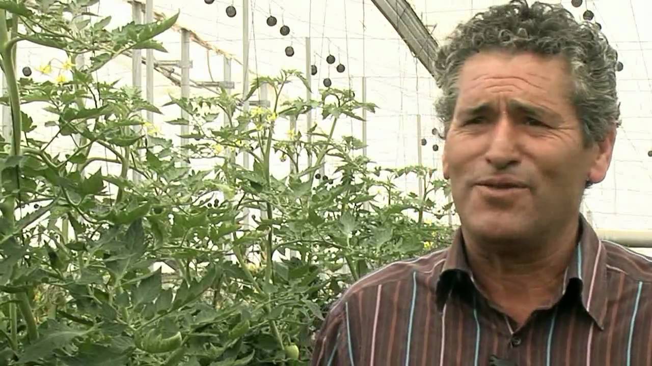 Tomate Byelsa, el pera resistente al calor