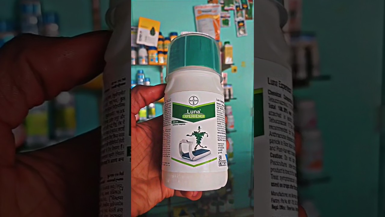 बायर लुना फंगीसाइड 🌱💯 BAYER LUNA EXPERIENCE FUNGICIDE✨ Luna fungicide #shortvideo