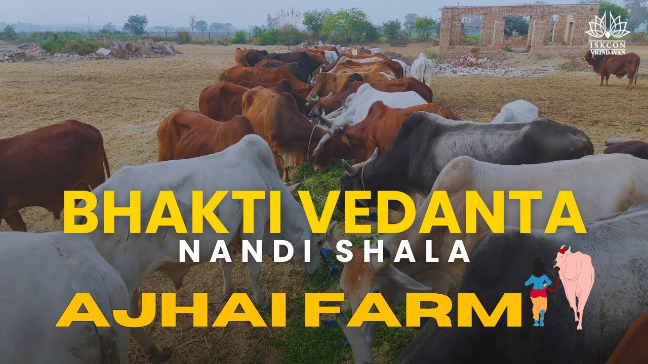 Bhaktivedanta Nandishala, Ajhai Farm – With Gratitude to ISKCON Vrindavan Management