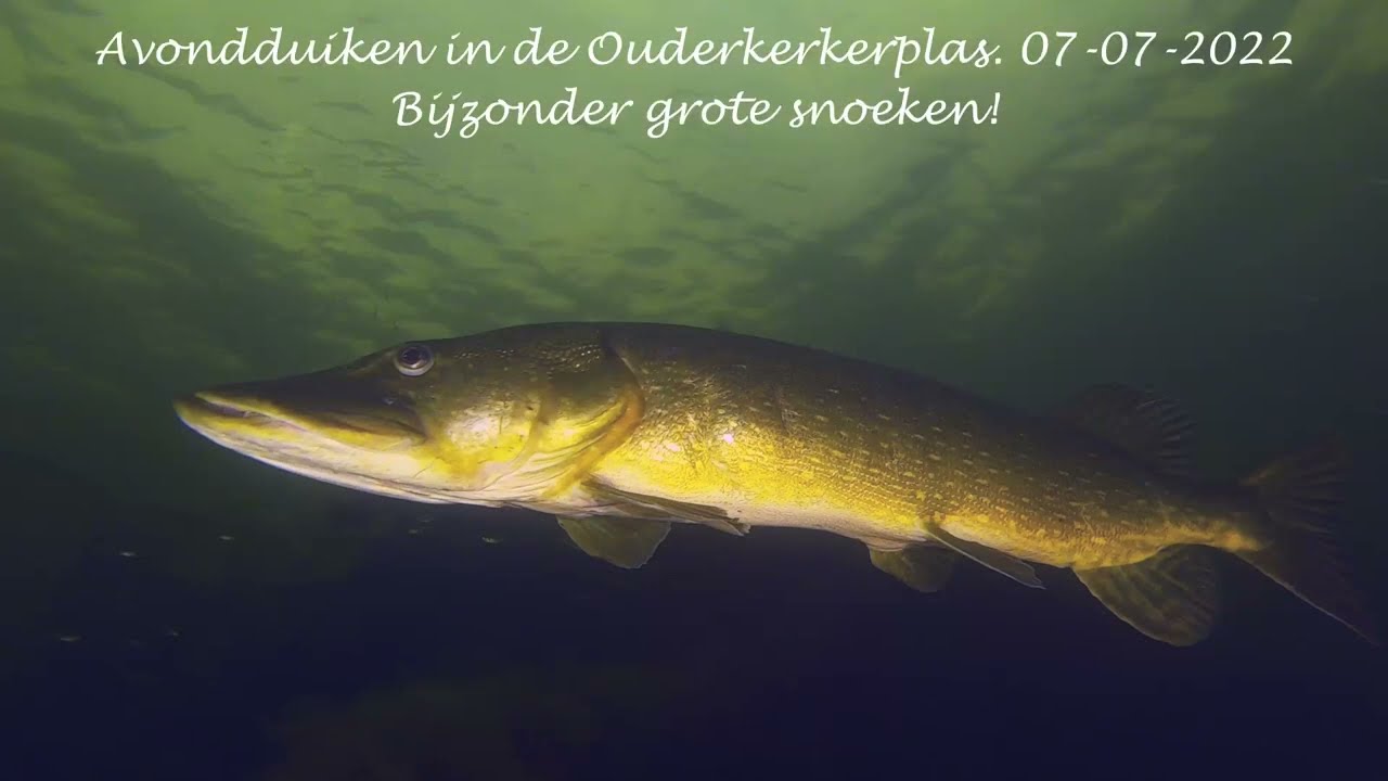 Duiken in de Ouderkerkerplas 07-07-2022