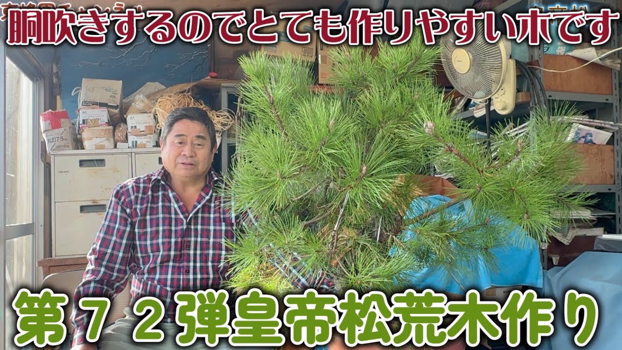 【盆栽】第７２弾　皇帝松荒木作り【胴吹きするのでとても作りやすい木です】