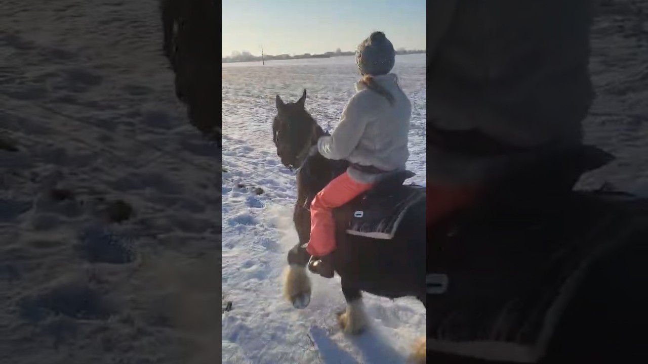 Kiedy koń chce kłusować a ty nie🤣🐴 