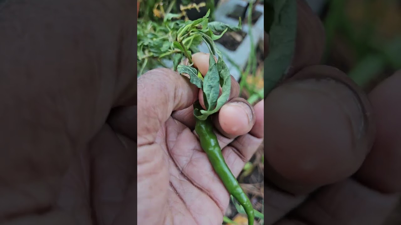 My fruit trees survived after 2 days of frost cold weather in Georgia  11/12/25