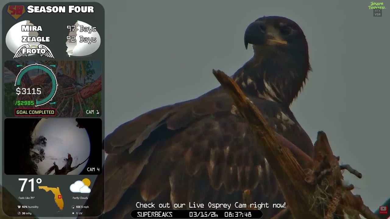 🦅Yesterday at SuperBeaks | Mar 15, 2026 - Lots of eaglet action today!🐟Mira & Zeagle doing well!💕