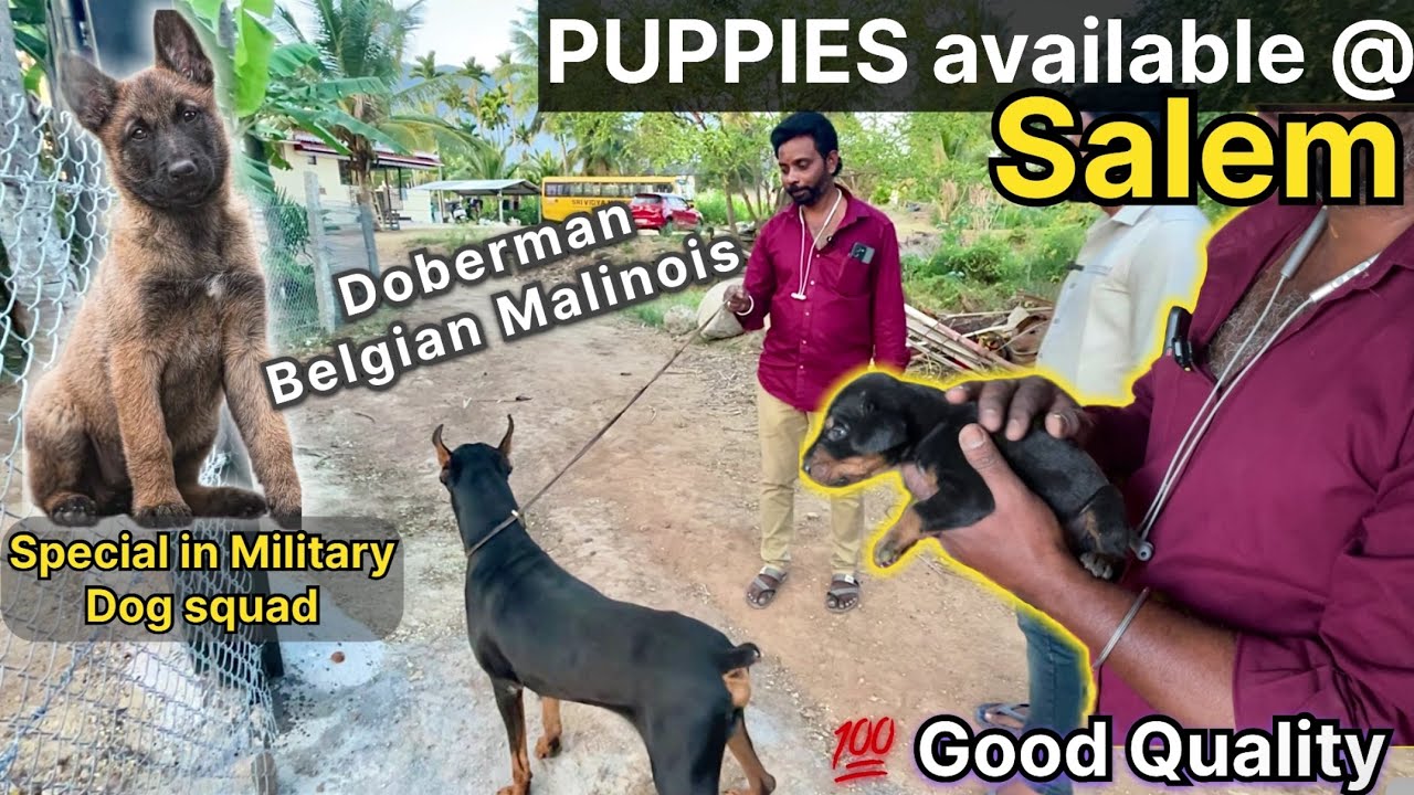 A1 Quality la  Doberman 🐶 Belgian Malinois Puppies Available | with KCI certificate | MGR 96 |