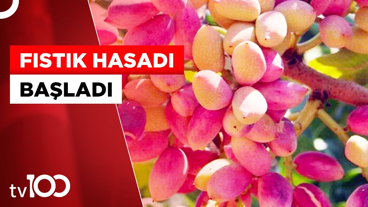 Diyarbakır'da Fıstık Hasadı Başladı | Tv100 Haber