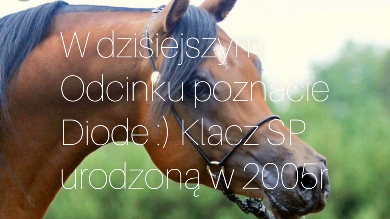 #1 Konie w kj Lalin🐴✨ Dioda ❤️