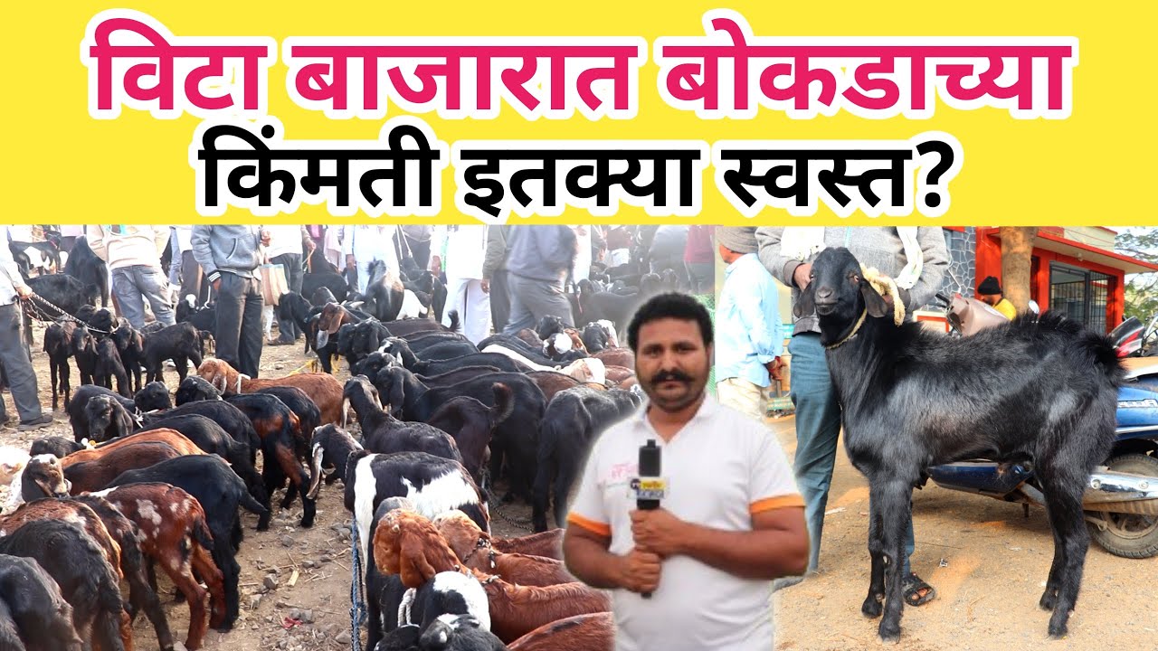 🛑 आजचा विटा बोकड बाजार | विटा शेळी बाजार | goat market Vita | लहान पिल्ल /संगोपन