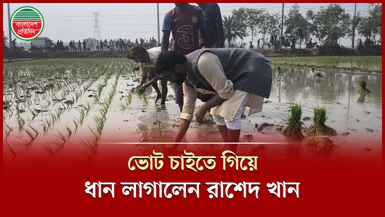 কৃষকদের কাছে ভোট চাইতে গিয়ে ধান লাগালেন রাশেদ খান | Rashed Khan | Election Campaign