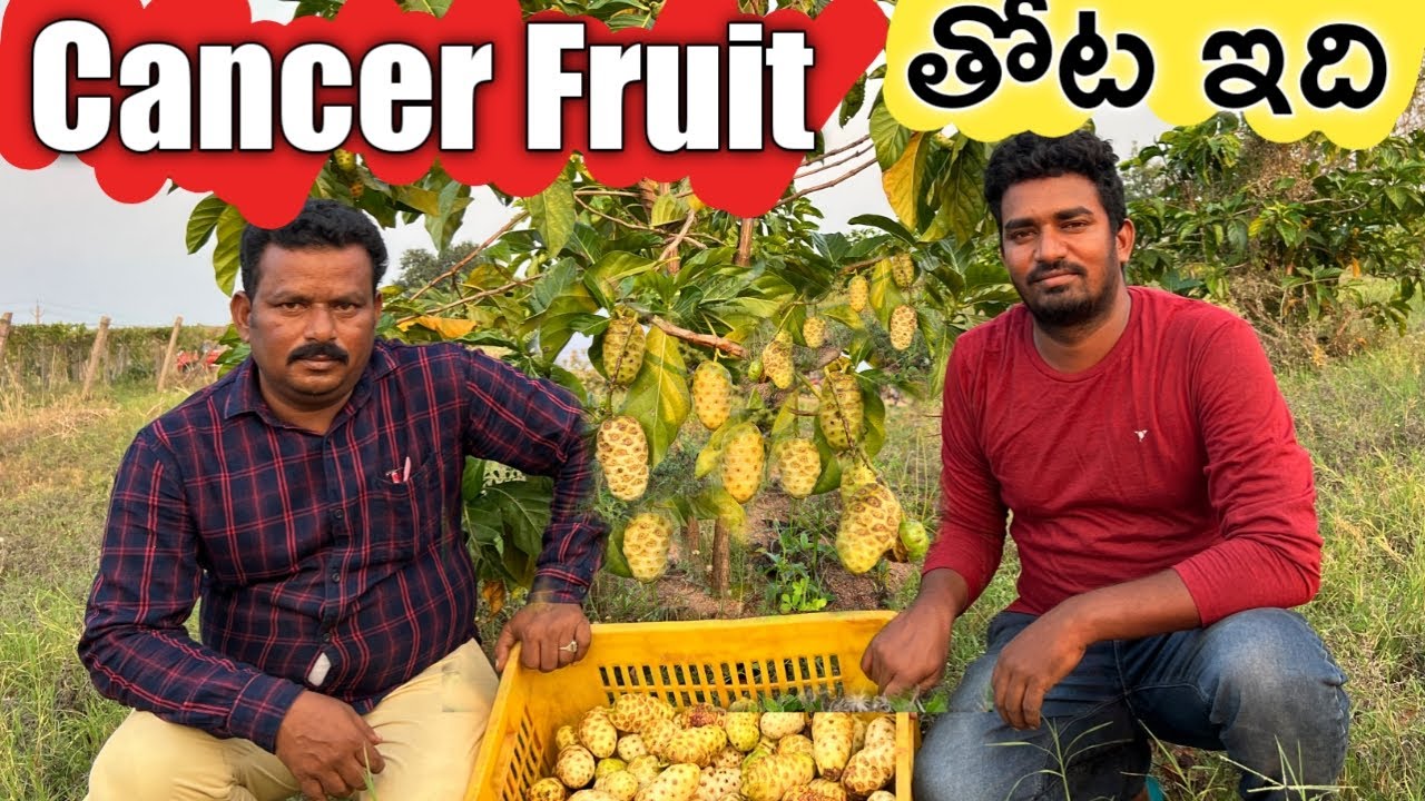 క్యాన్సర్/నోని పండ్ల తోట పెట్టాము | Cancer/Noni Fruit Farming | Raithu Badi
