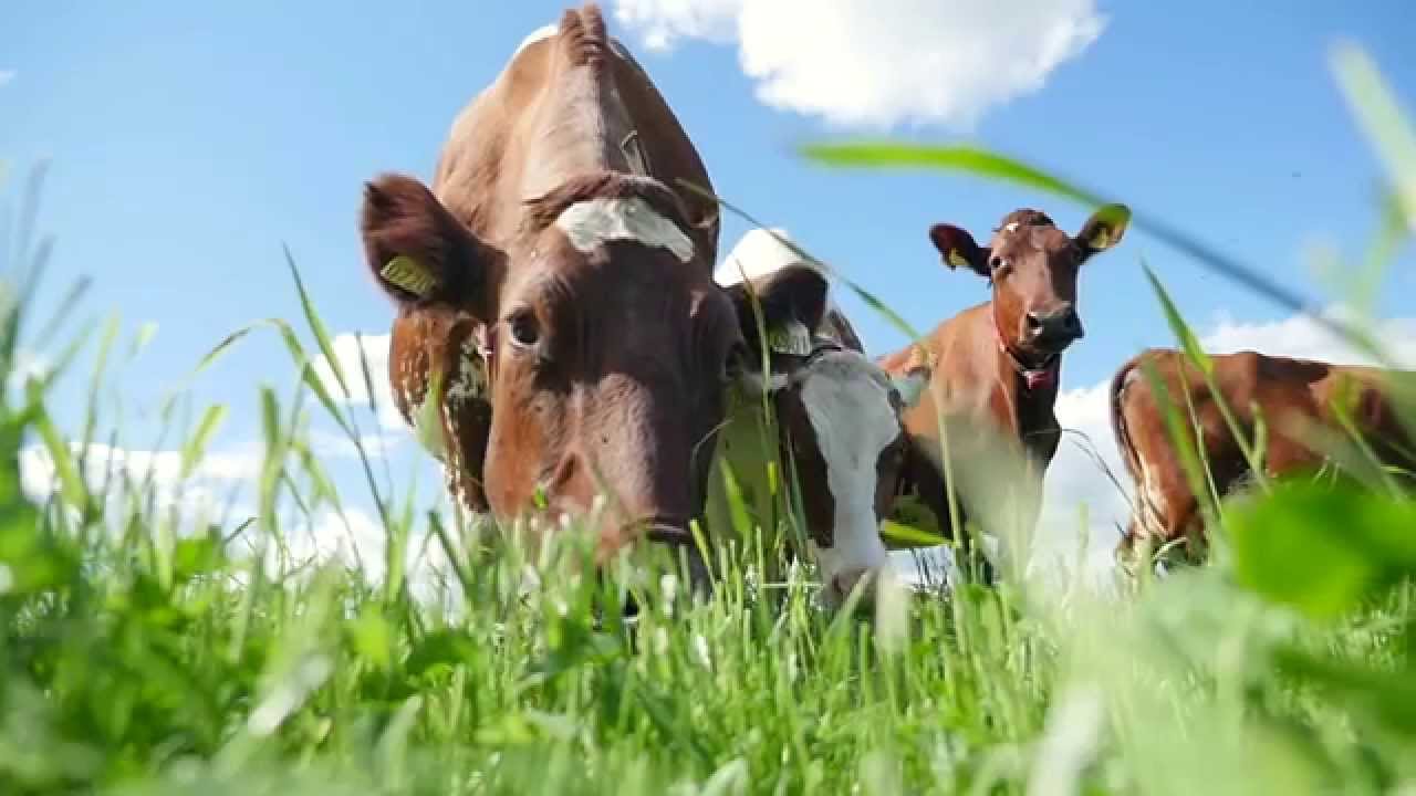 Økologisk melk fra Østfold