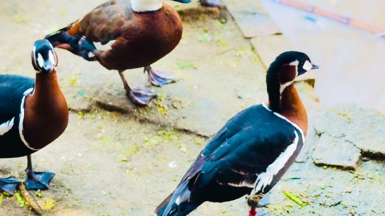 Orinoco goose