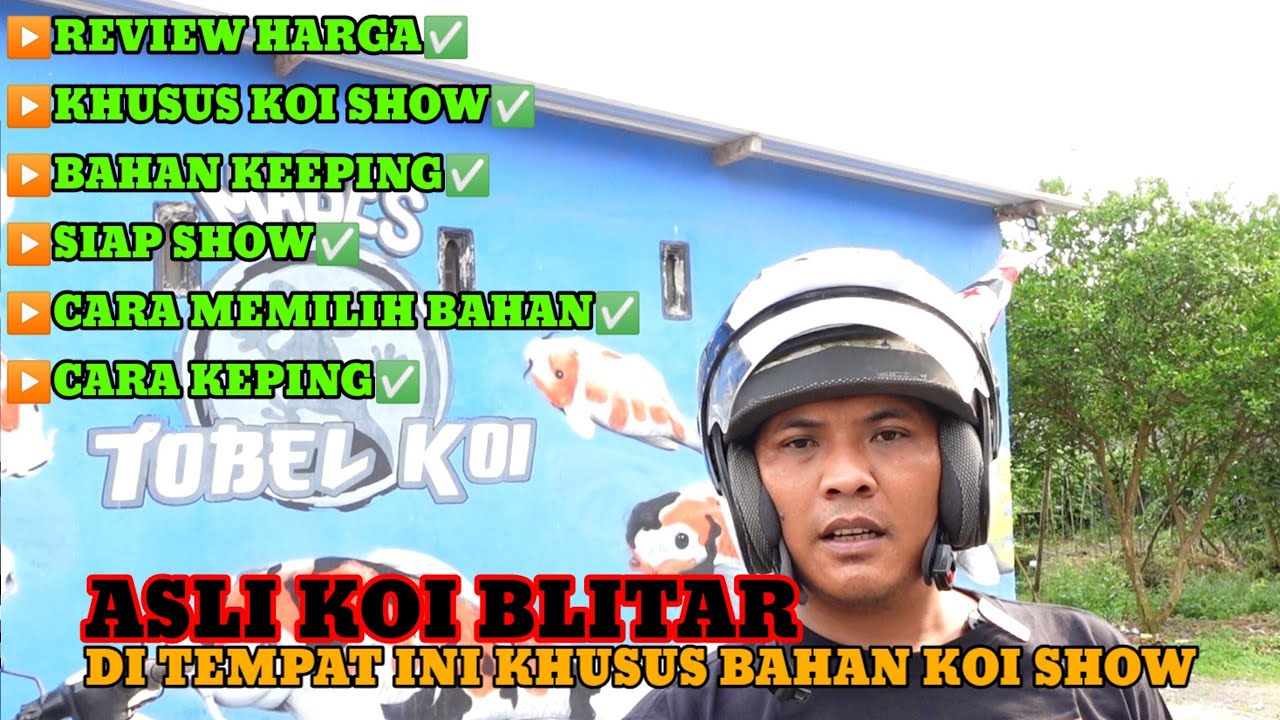 BERKUNJUNG KE TEMPAT PENJUAL KOI KHUSUS BAHAN KEEPING KOI SHOW‼️TOBEL KOI - BLITAR🛑