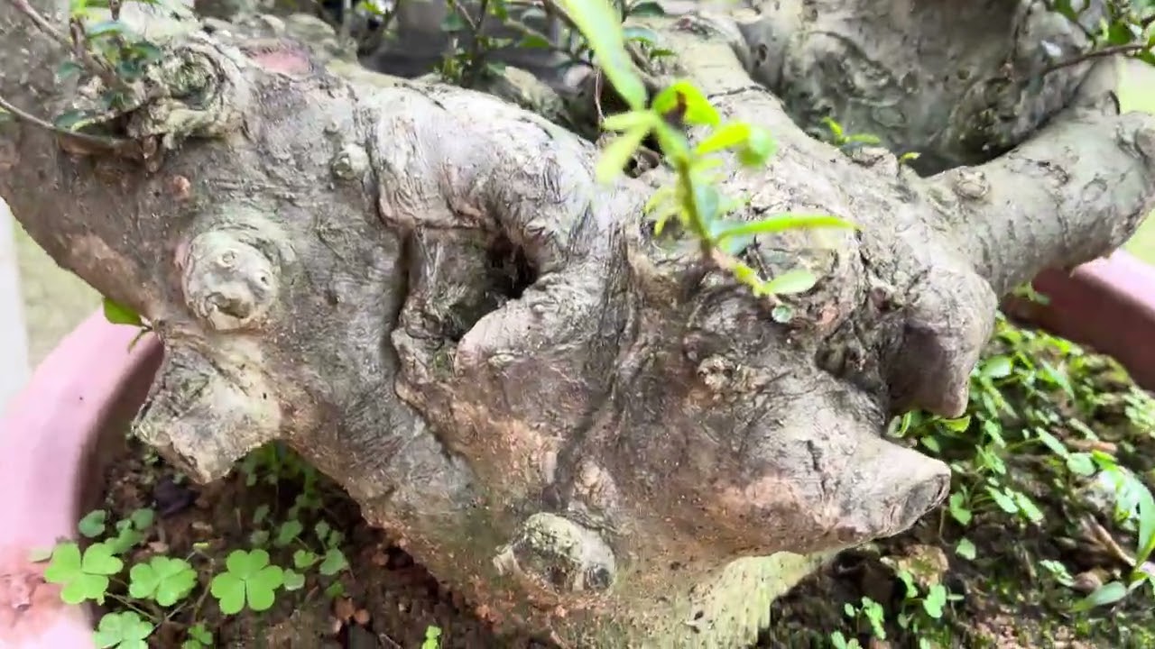 Báo giá công khai mộc hương Bonsai duối Bonsai lh :0989253016