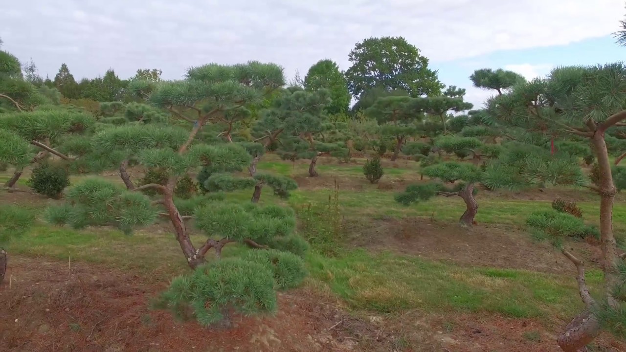 PEPINIERE FRANÇAISE DE PRODUCTION DE NIWAKI