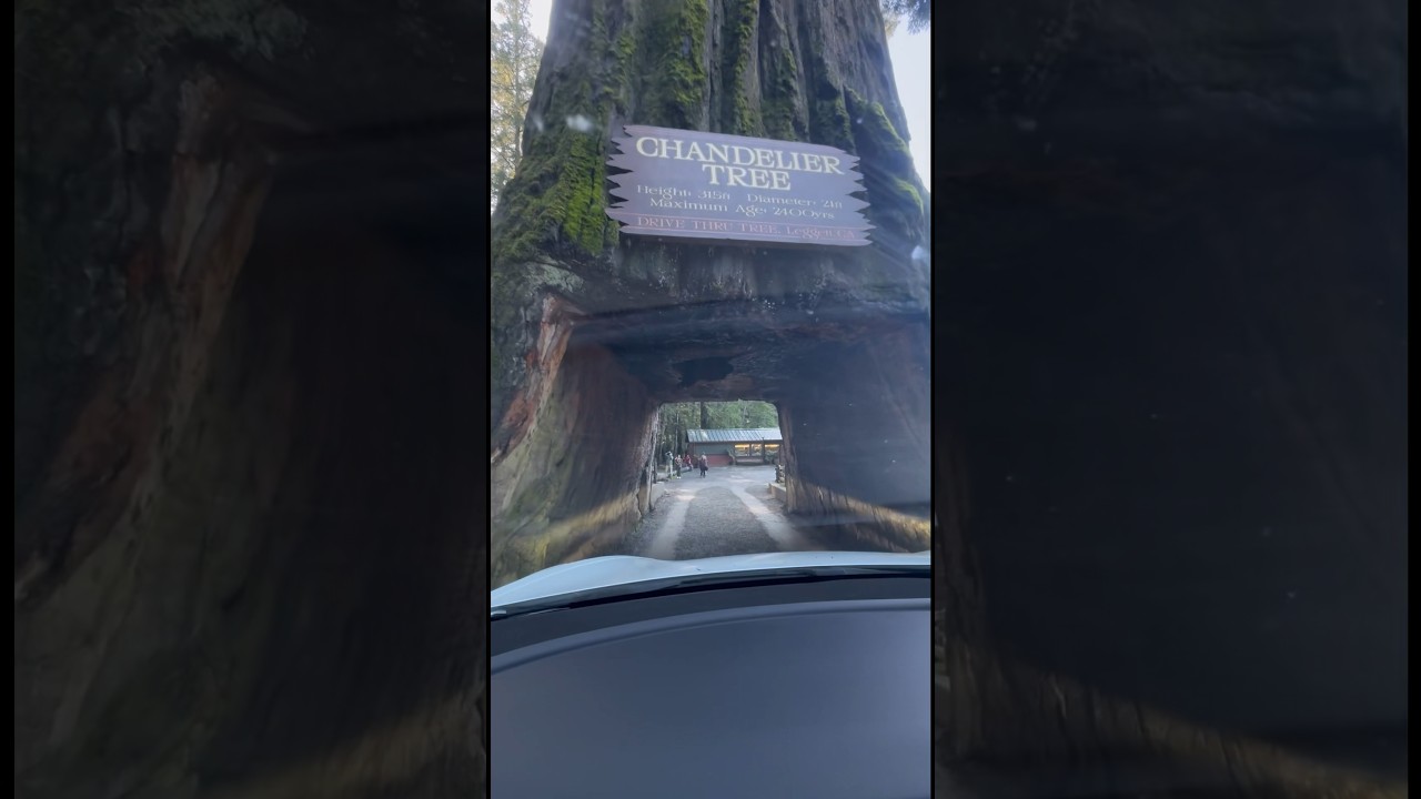 Driving through a giant redwood tree!