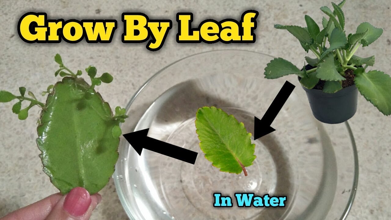 Grow Bryophyllum by Leaf in Water || Patharchatt
